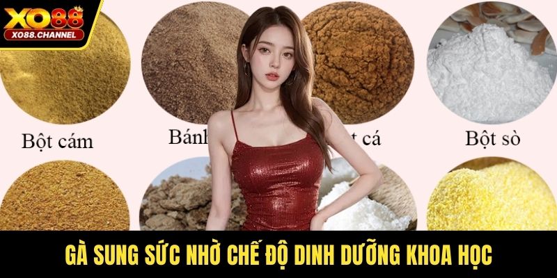 Gà sung sức nhờ chế độ dinh dưỡng khoa học